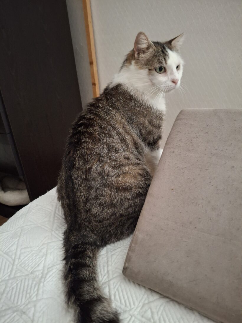 LEO