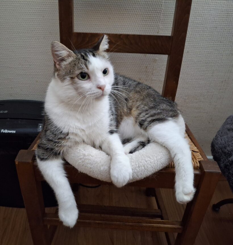 LEO