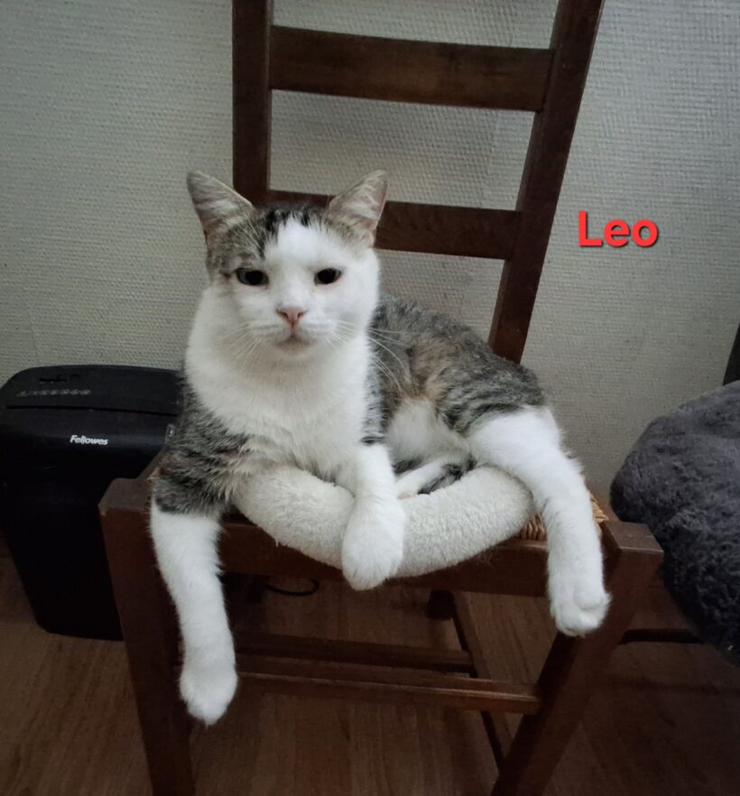LEO