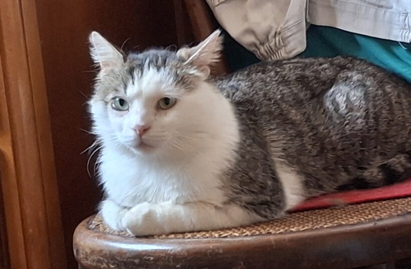 LEO