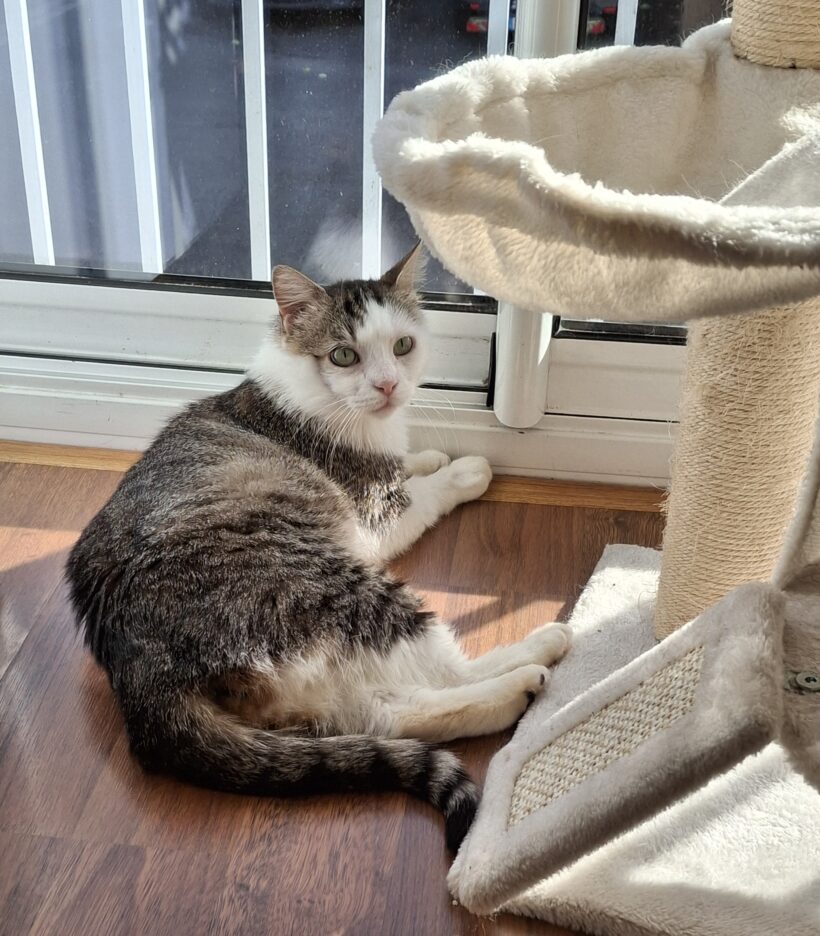 LEO