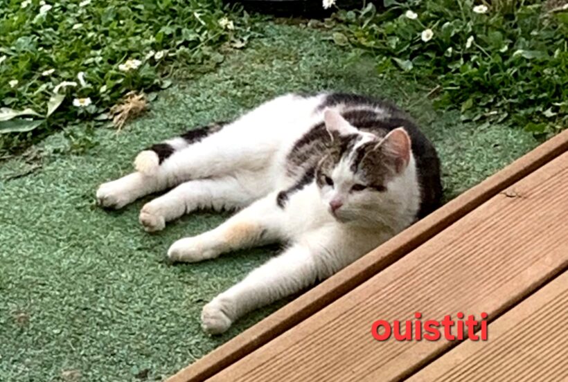 OUISTITI