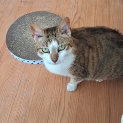 STELLA