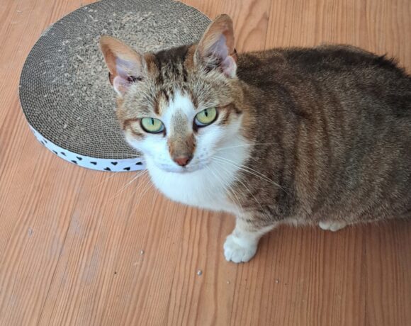 STELLA