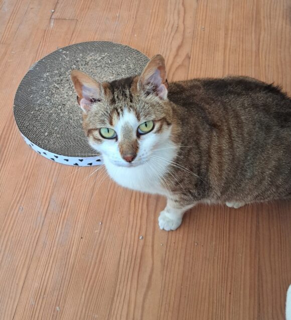 STELLA