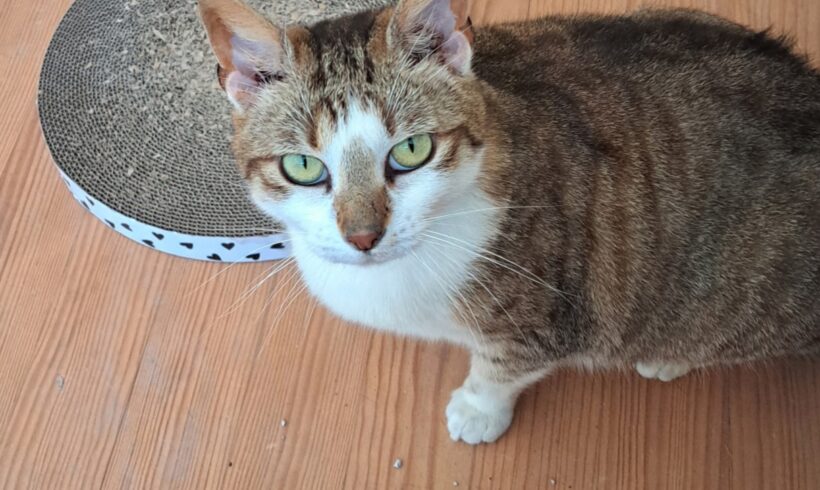 STELLA