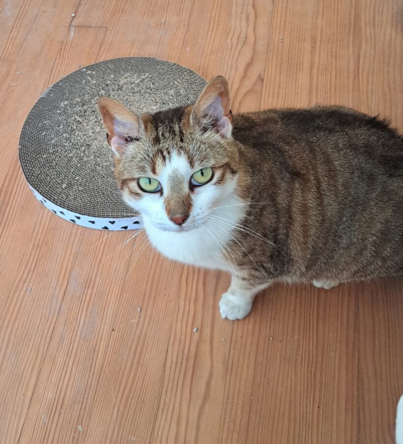 STELLA