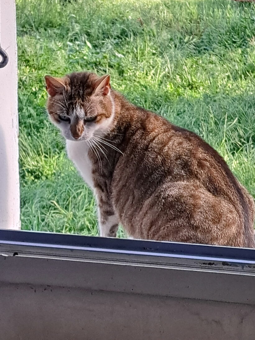 STELLA