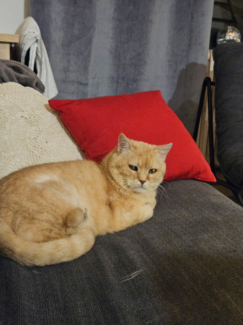 LILY