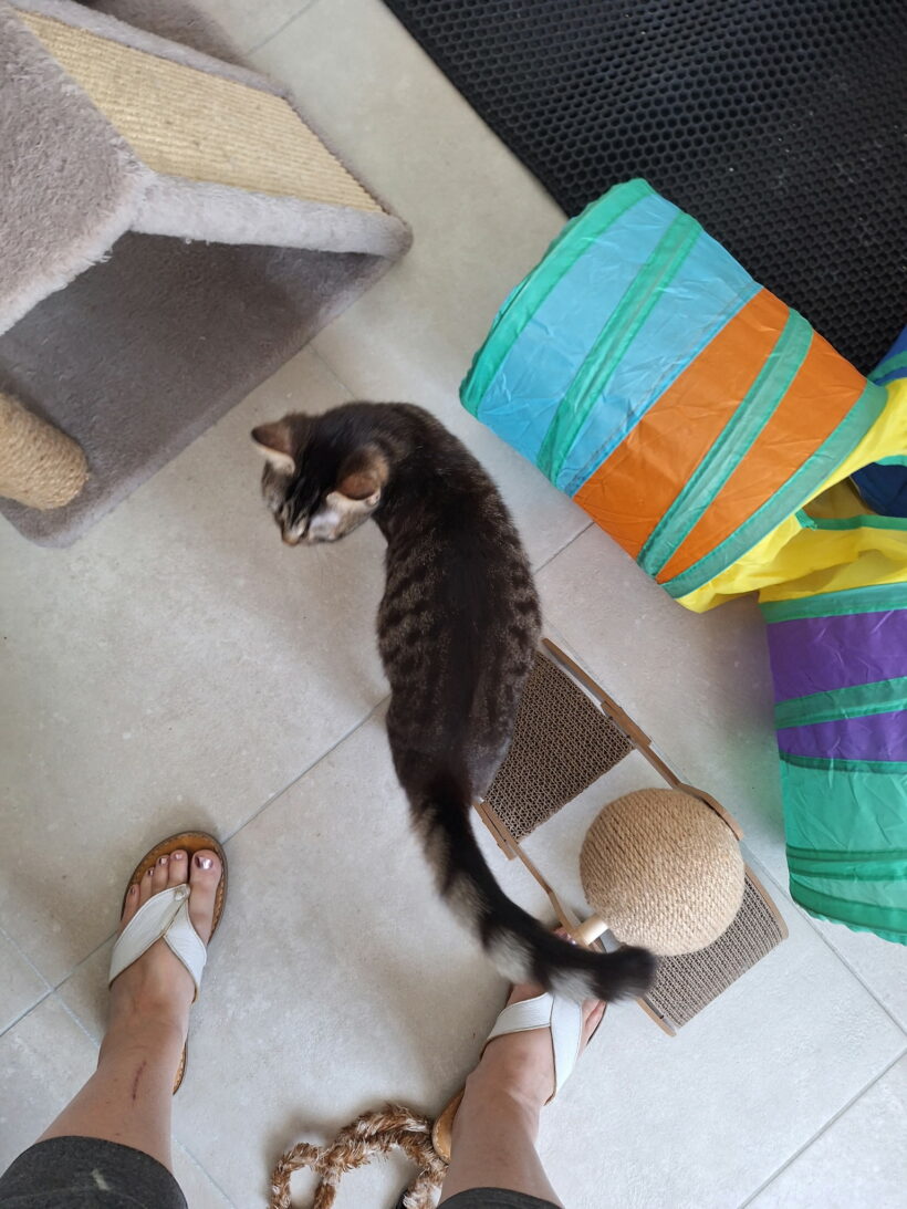 BERLIOZ BERLIOZ