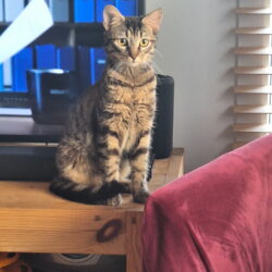 BERLIOZ