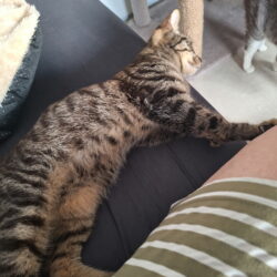 BERLIOZ