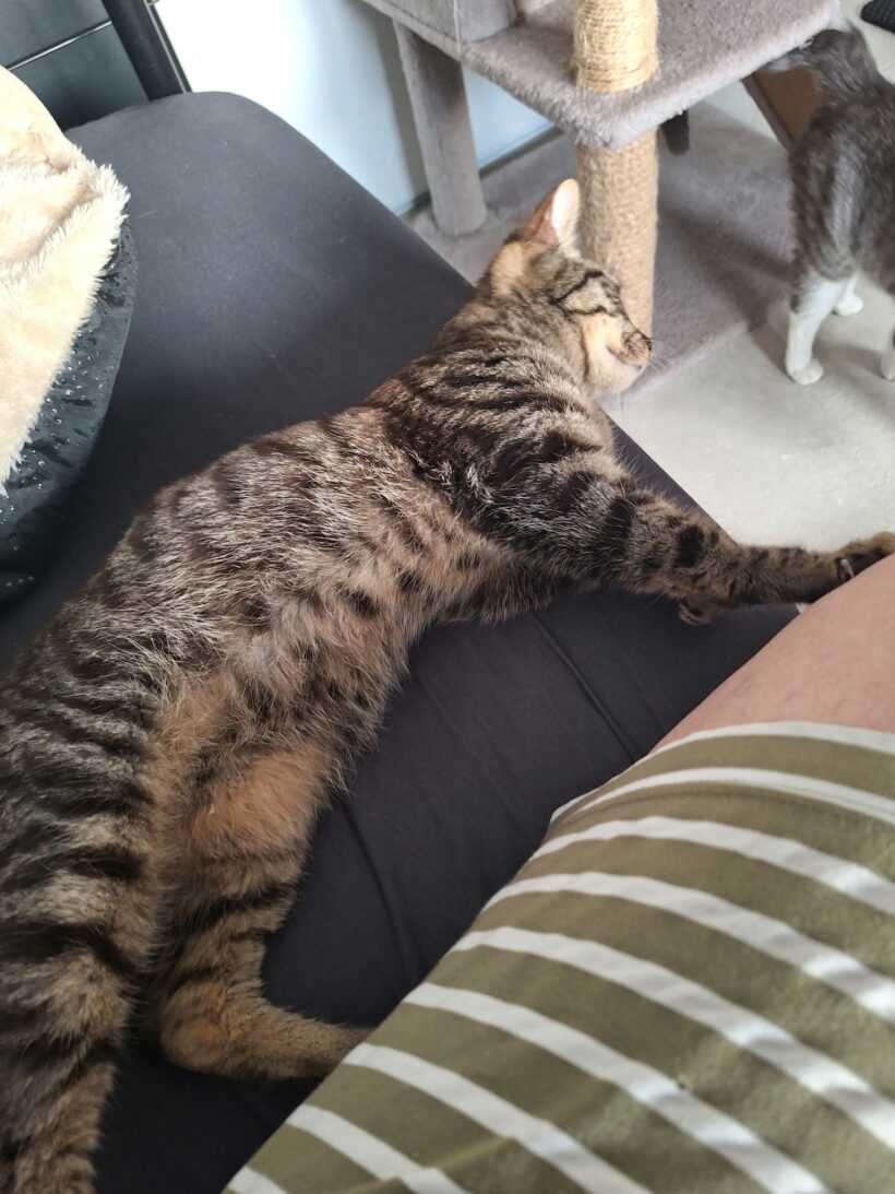 BERLIOZ BERLIOZ