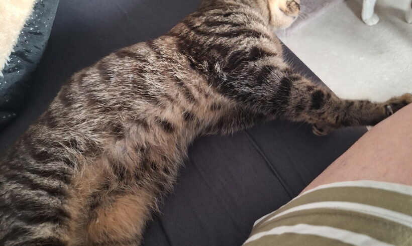 BERLIOZ