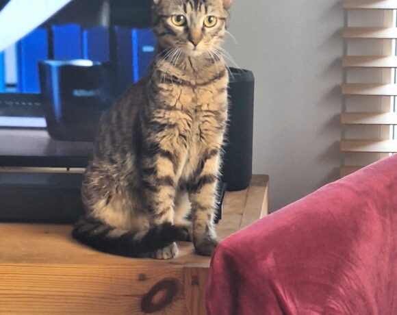 BERLIOZ