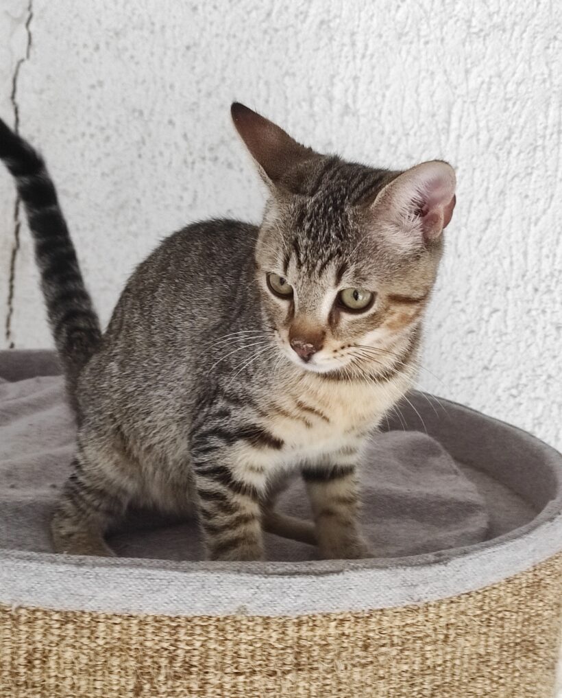 BRIOCHE (réservée) et BLUEY