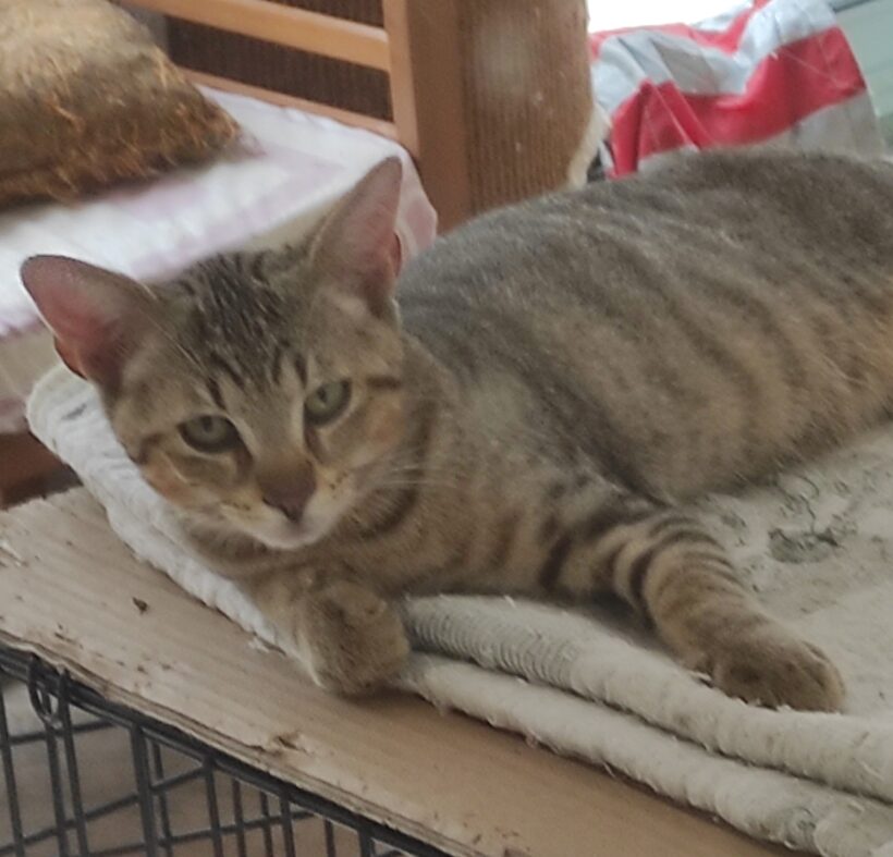 BRIOCHE (réservée) et BLUEY