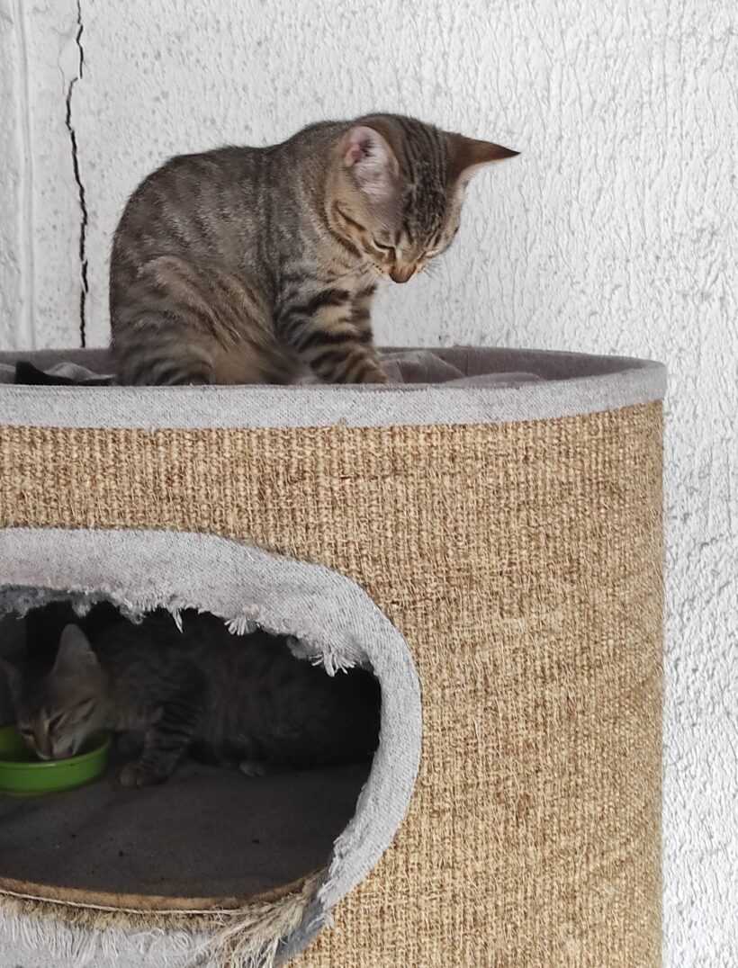 BRIOCHE (réservée) et BLUEY