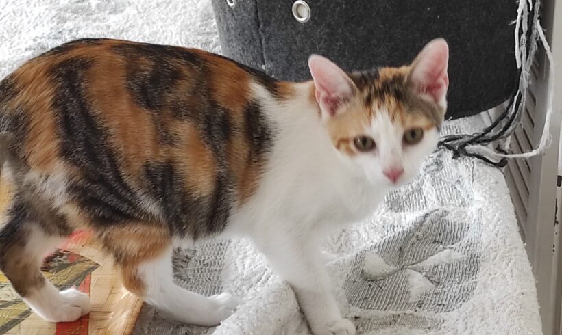 BRIOCHE (réservée) et BLUEY