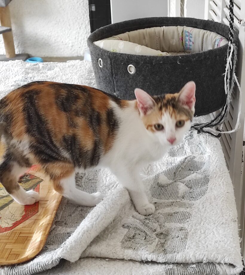 BRIOCHE (réservée) et BLUEY