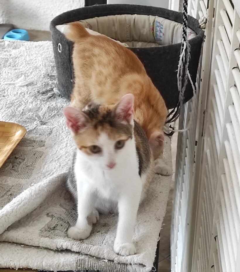 BRIOCHE (réservée) et BLUEY