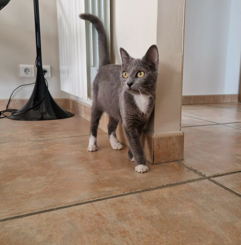 CLEO CLEO