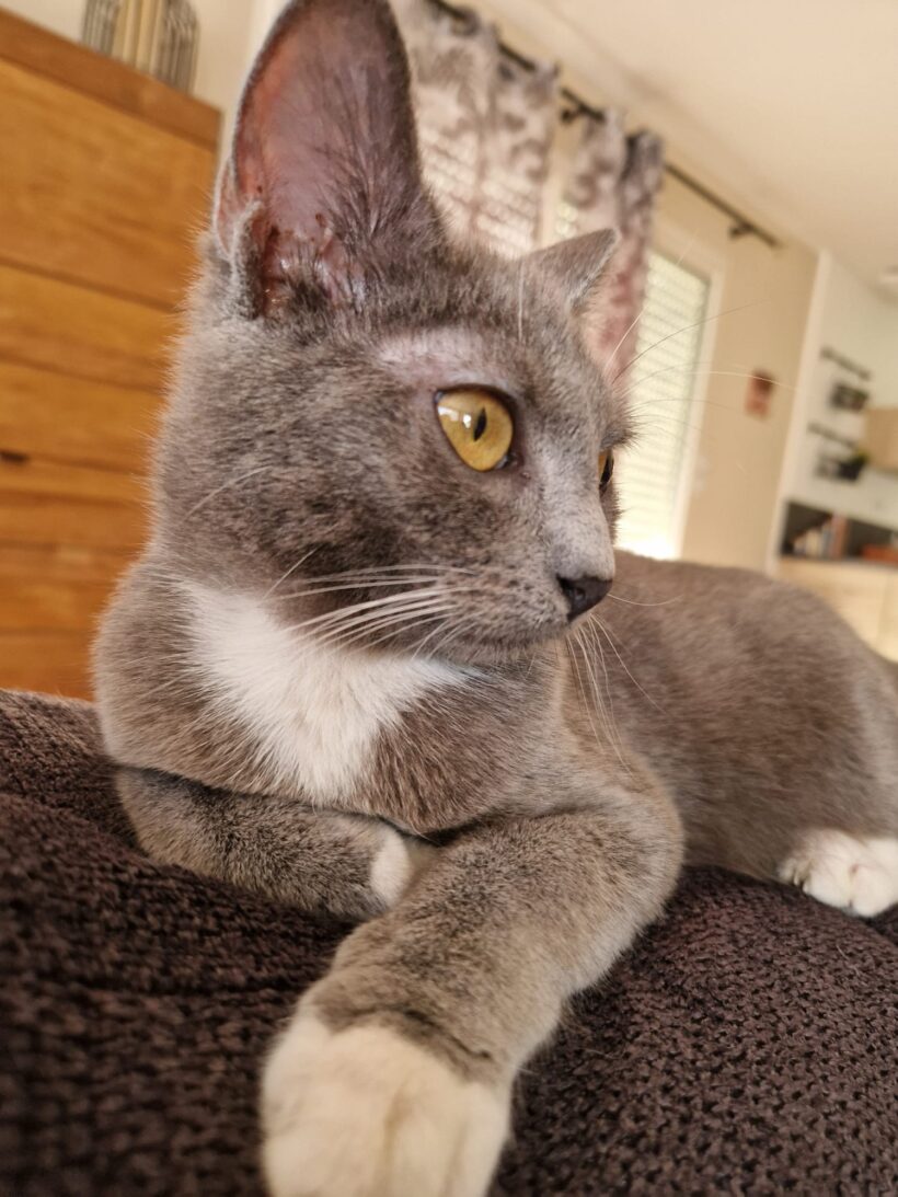 CLEO CLEO