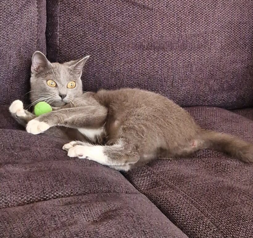 CLEO CLEO