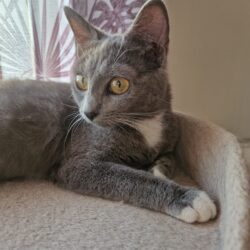 CLEO