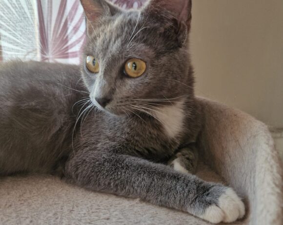 CLEO