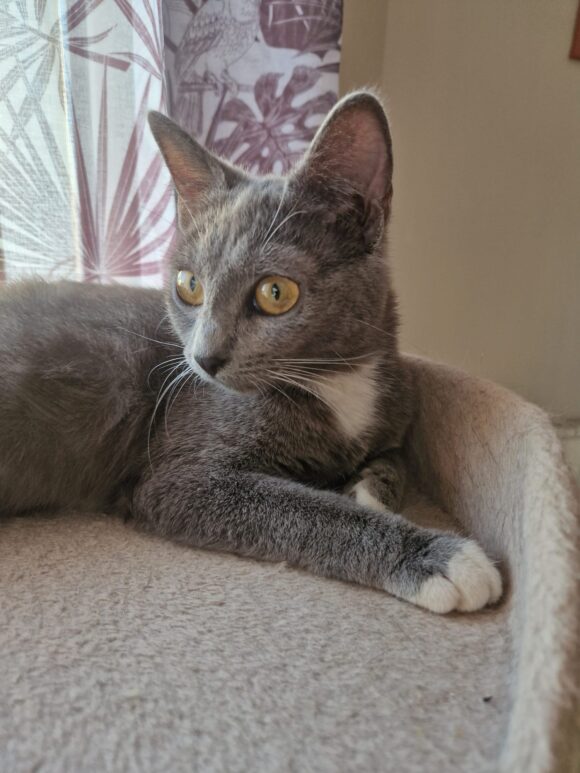 CLEO