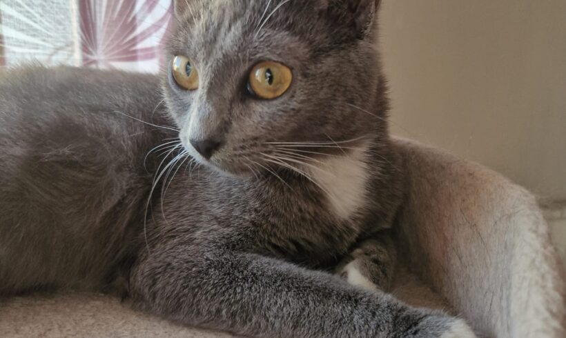 CLEO