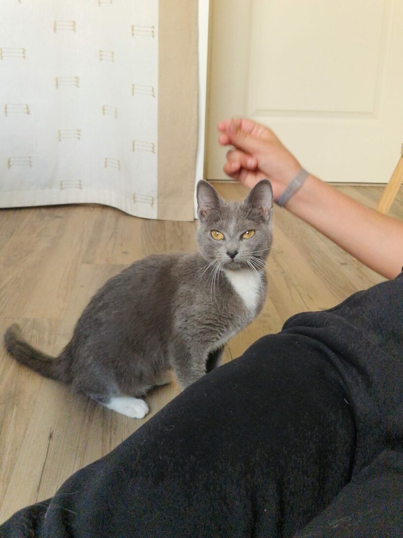 CLEO CLEO