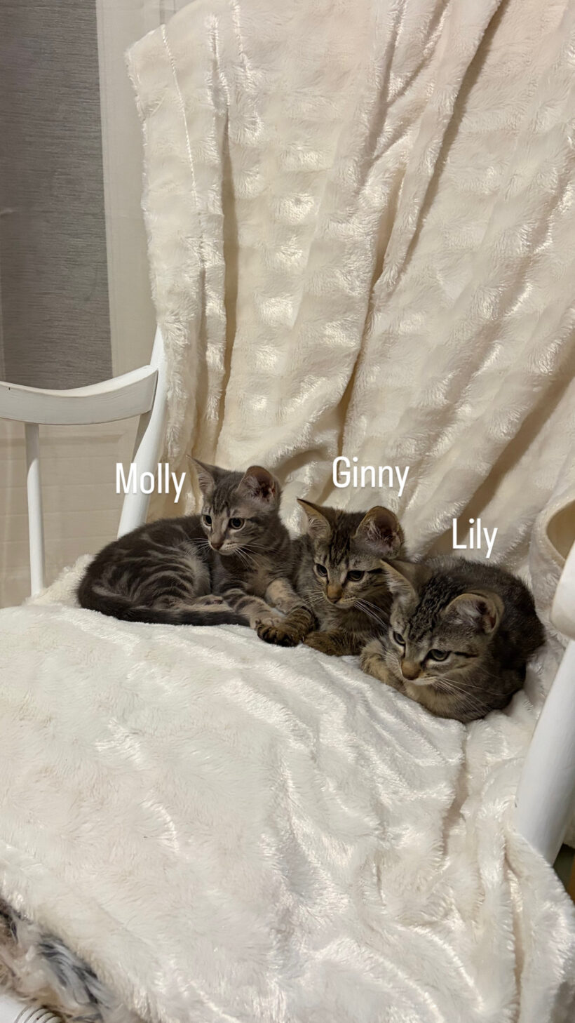 LILY et MOLLY