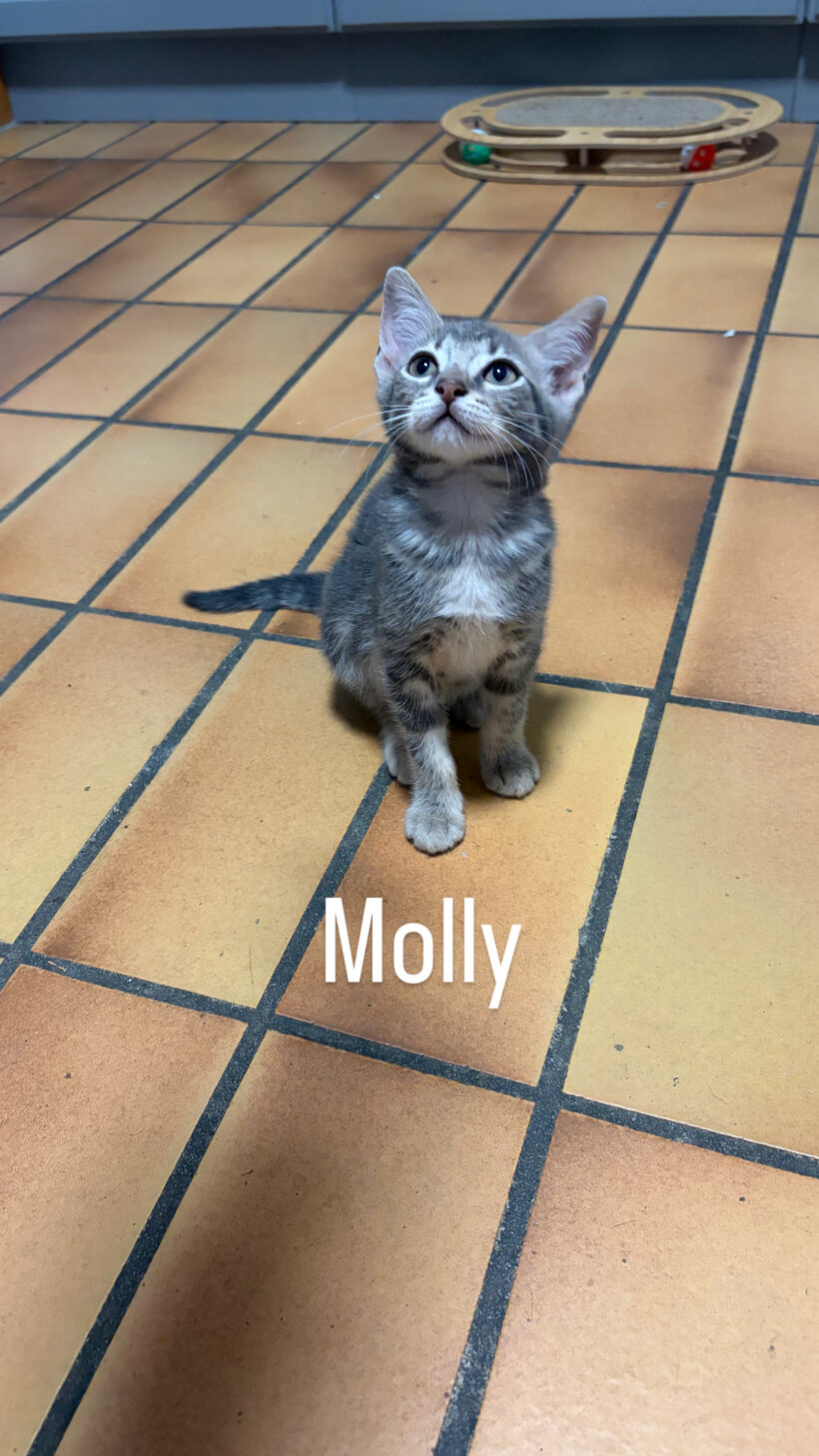 LILY et MOLLY