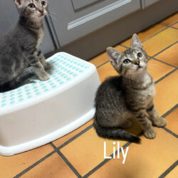 LILY et MOLLY