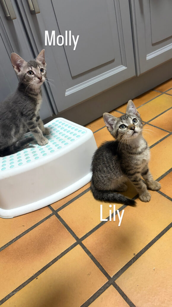 LILY et MOLLY sont réservées