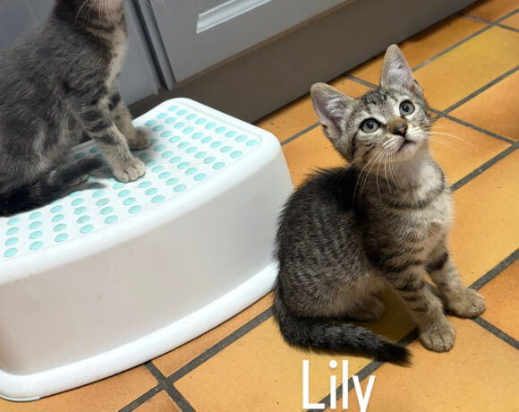 LILY et MOLLY sont réservées