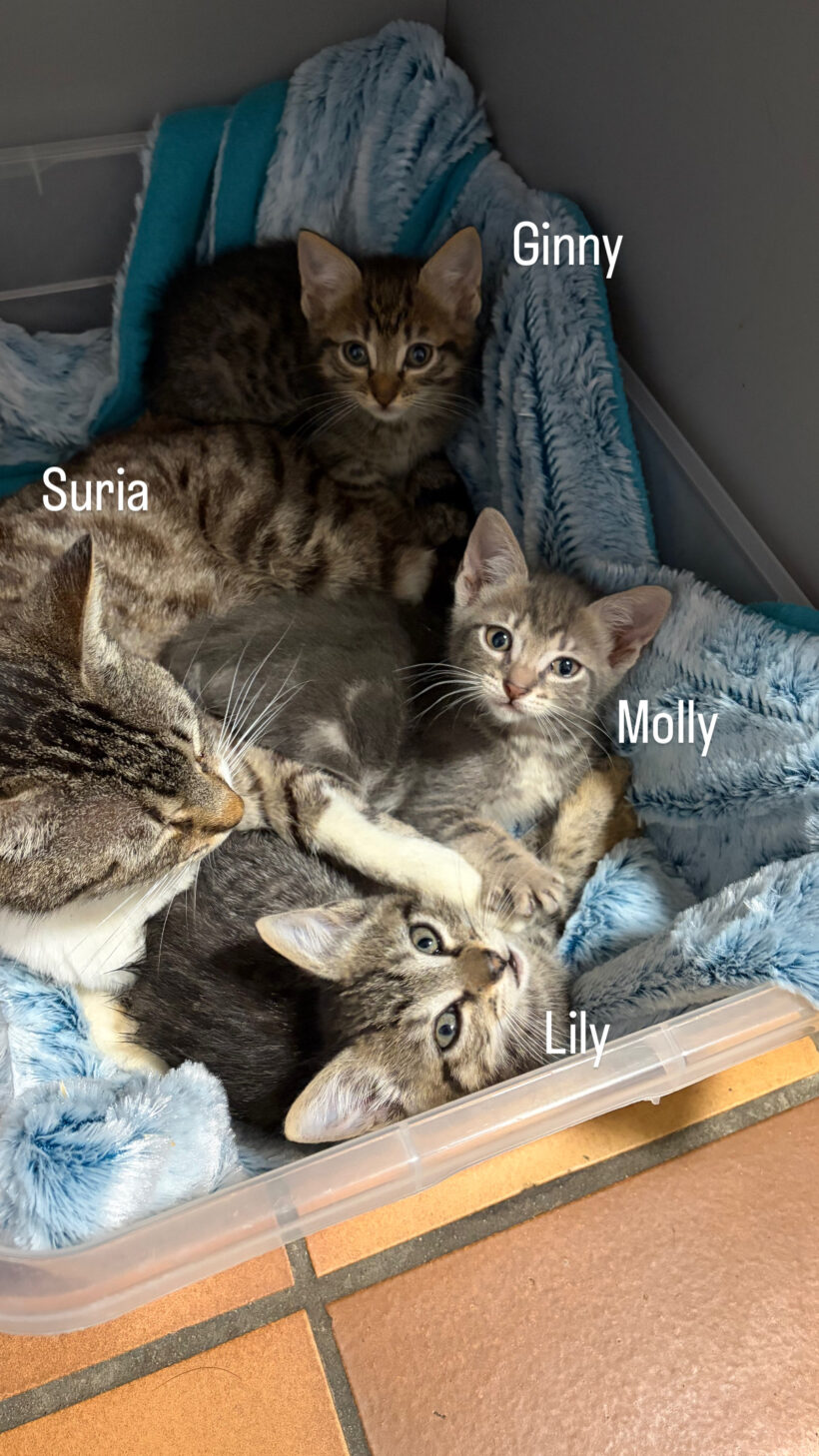 LILY et MOLLY
