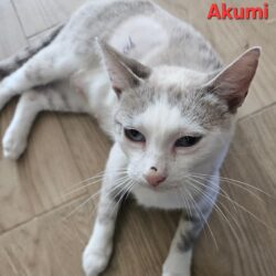 AKUMI