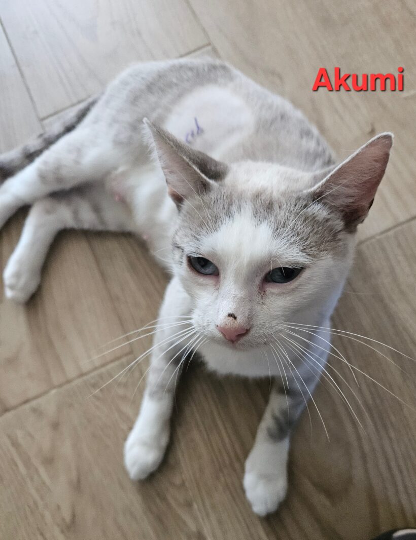AKUMI AKUMI