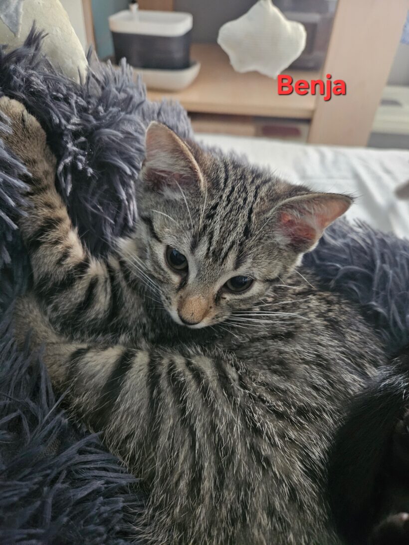 BENJA BENJA