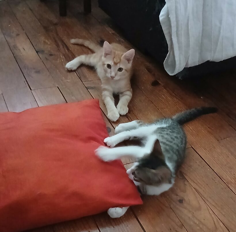 BISCUIT