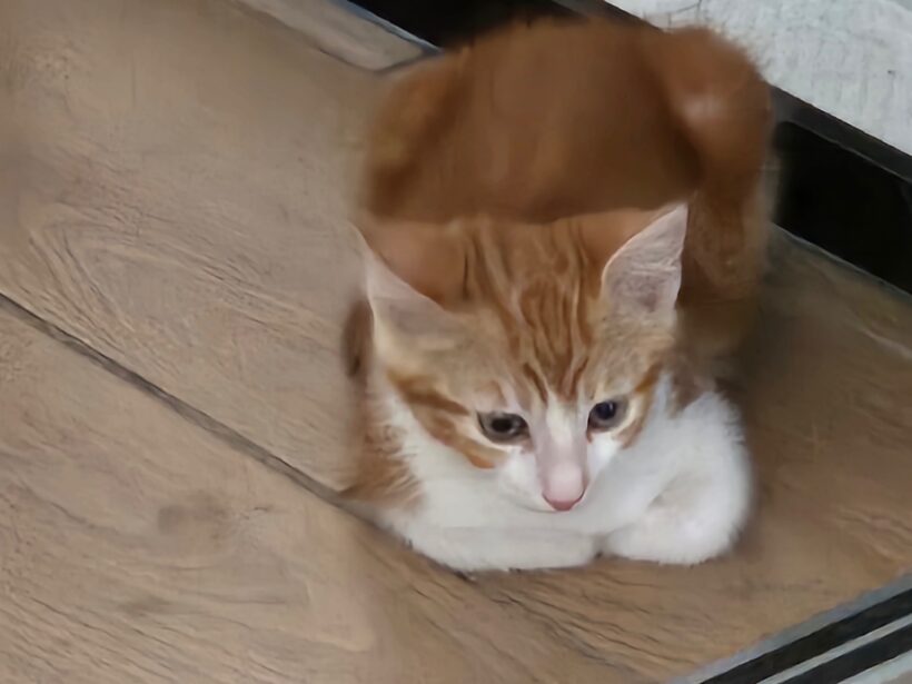 CARAMEL