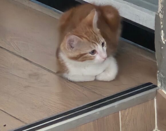 CARAMEL est réservé CARAMEL est réservé