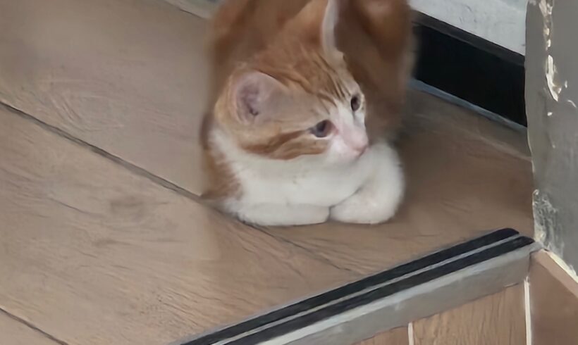 CARAMEL CARAMEL