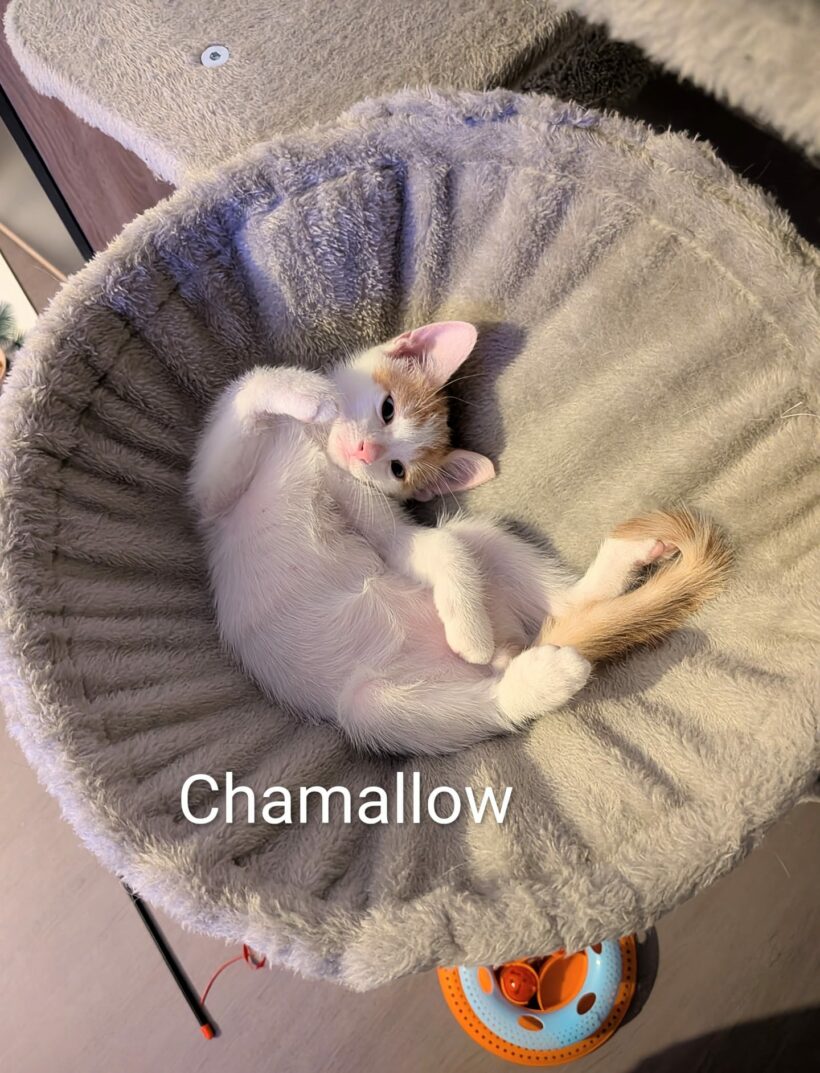 CHAMALLOW CHAMALLOW