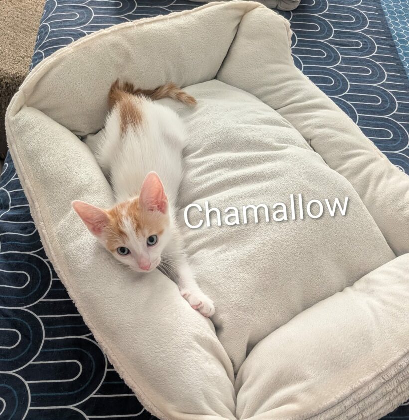 CHAMALLOW CHAMALLOW