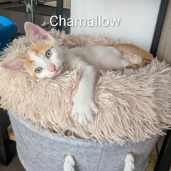 CHAMALLOW