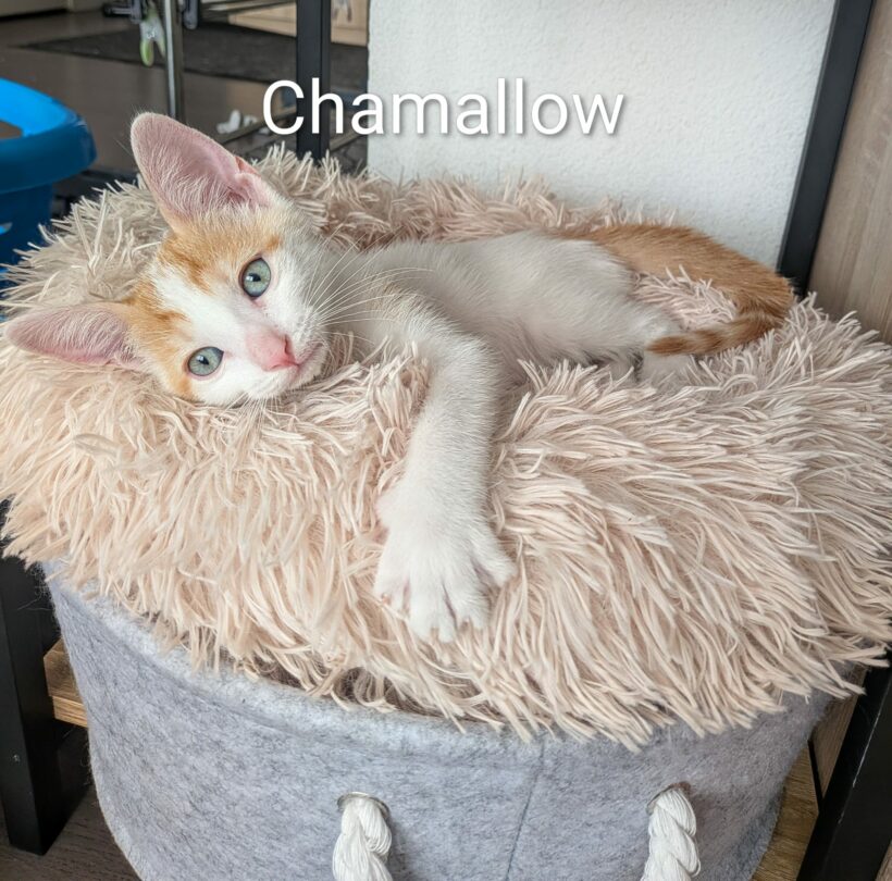 CHAMALLOW CHAMALLOW